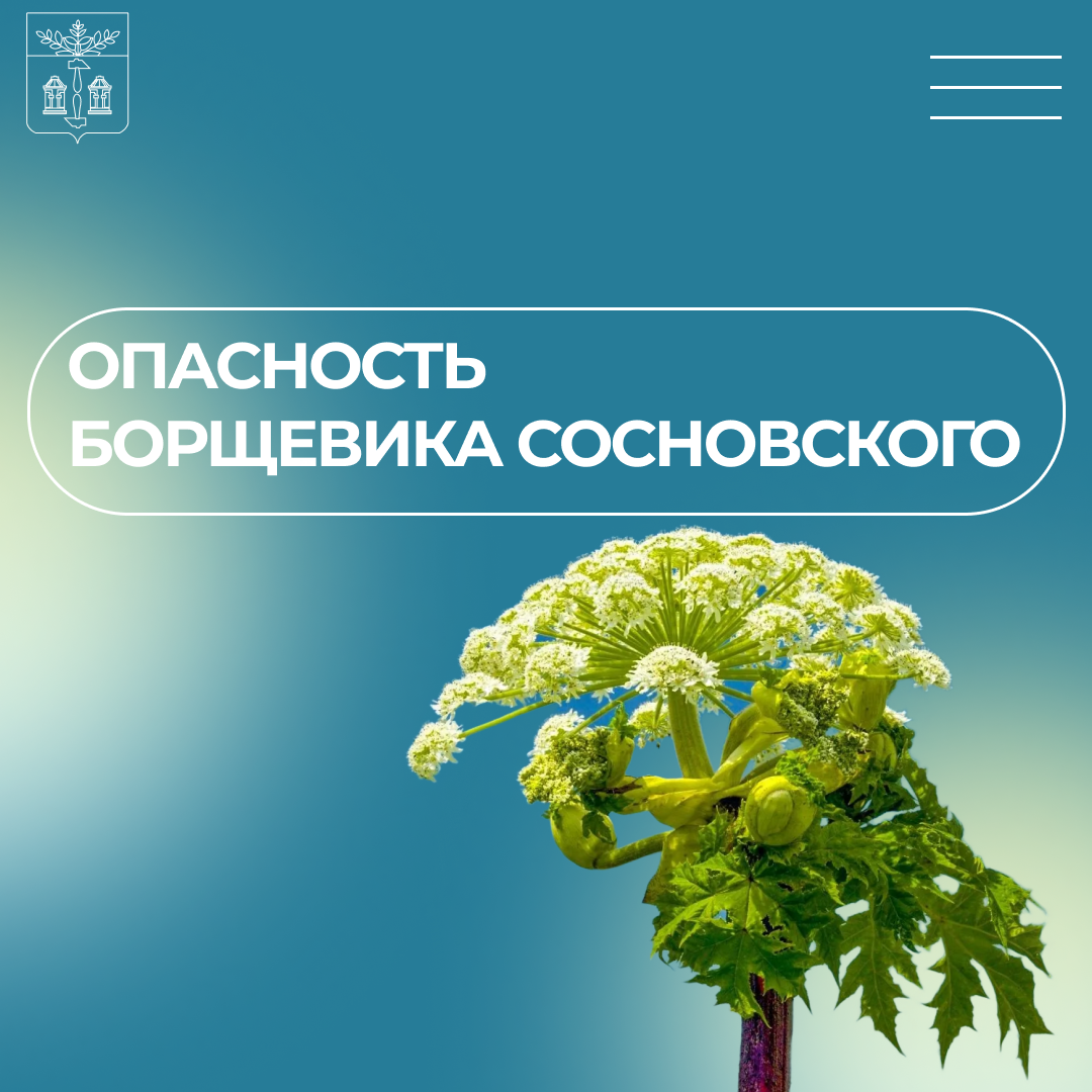 Борщевик Сосновского не просто сорняк, а опасное растение!.